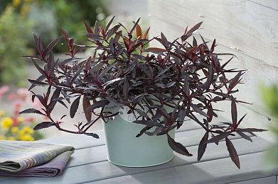 《使命召唤》开发商Raven工作室QA团队投票组建工会