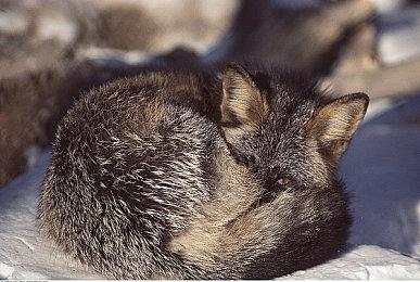 《宝可梦传说：阿尔宙斯》终极预告 冒险即将开启